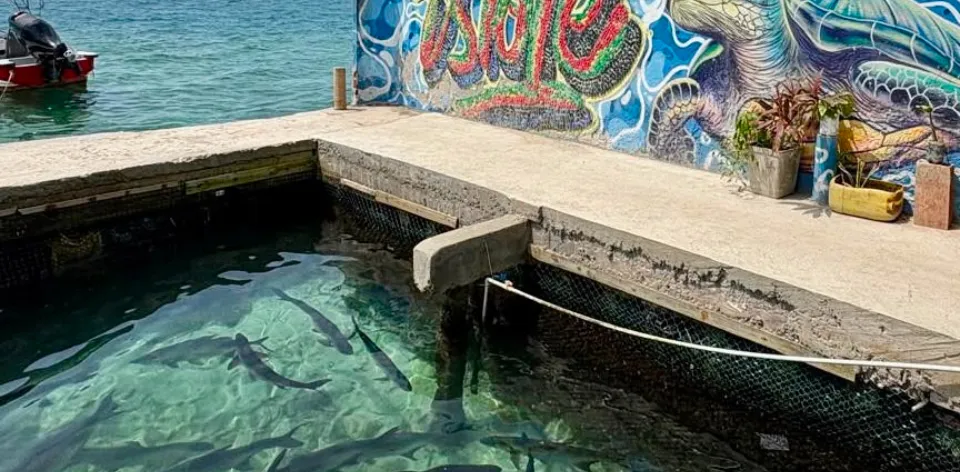 “Debemos articularnos para hacer transferencia tecnológica y educación ambiental”: Alexandra Hernández, bióloga marina del Oceanario de Islas del Rosario