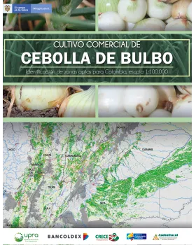CULTIVO COMERCIAL DE CEBOLLA DE BULBO IDENTIFICACIÓN DE ZONAS APTAS PARA COLOMBIA, ESCALA 1:100.000